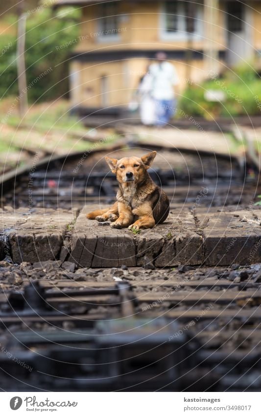 Einsamer streunender Hund liegt auf den Eisenbahnschienen. Welpe Haustier Irrläufer Schienen Tier niedlich Bahn Verlassen einsam klein starren Zug Warten Reise