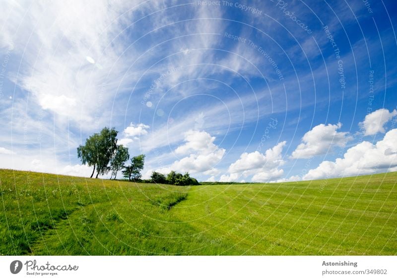 am Horizont Umwelt Natur Landschaft Pflanze Luft Himmel Wolken Frühling Wetter Schönes Wetter Wärme Baum Blume Sträucher Blatt Grünpflanze Wiese Feld Hügel blau