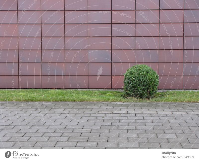 Solitär Natur Pflanze Sträucher Grünpflanze Buchsbaum rund Stadt braun grau grün Gefühle Ordnungsliebe Einsamkeit Rasen Fassade Fassadenverkleidung Grünstreifen