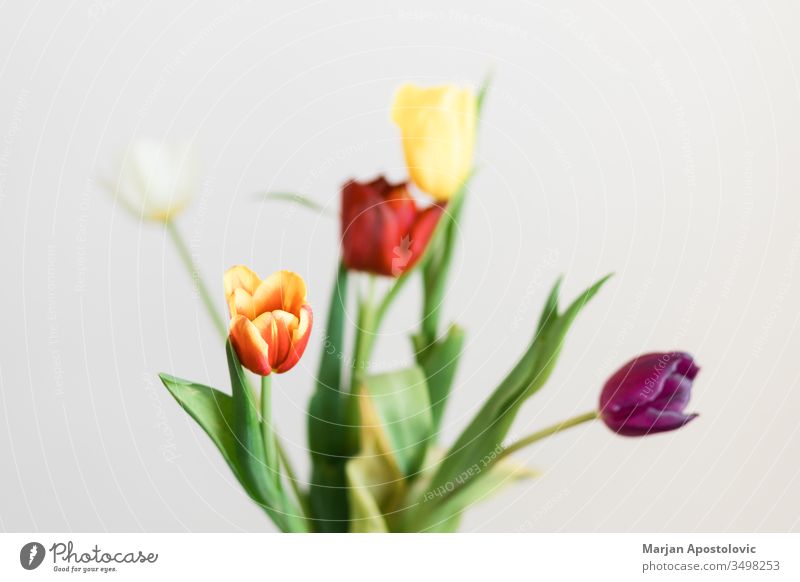 Schöne mehrfarbige Tulpen in einer Vase auf weißem Hintergrund Ordnung Festessen schön Schönheit Blütezeit Überstrahlung Blumenstrauß bauchig Haufen Farbe