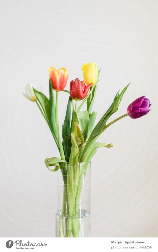 Schöne mehrfarbige Tulpen in einer Vase auf weißem Hintergrund Ordnung Festessen schön Schönheit Blütezeit Überstrahlung Blumenstrauß bauchig Haufen Farbe