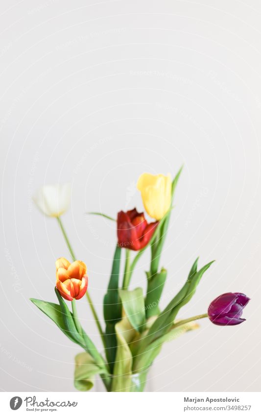 Schöne mehrfarbige Tulpen in einer Vase auf weißem Hintergrund Ordnung Festessen schön Schönheit Blütezeit Überstrahlung Blumenstrauß bauchig Haufen Farbe