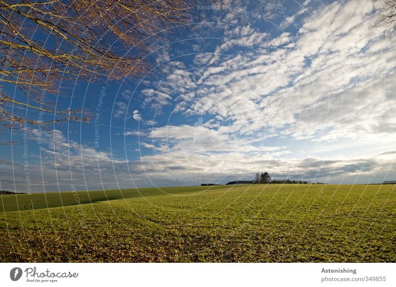 Abendsonne IV Umwelt Natur Landschaft Pflanze Luft Himmel Wolken Horizont Sonne Sonnenaufgang Sonnenuntergang Sommer Wetter Schönes Wetter Wärme Baum Gras