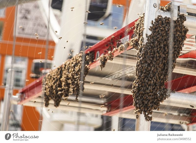 Sehr viele Bienen auf einer Baustelle Bienenstock Außenaufnahme Natur Imker Insekt Honigbiene Sommer Kolonie Schwarm fliegen Summen natürlich Tier Aussterben