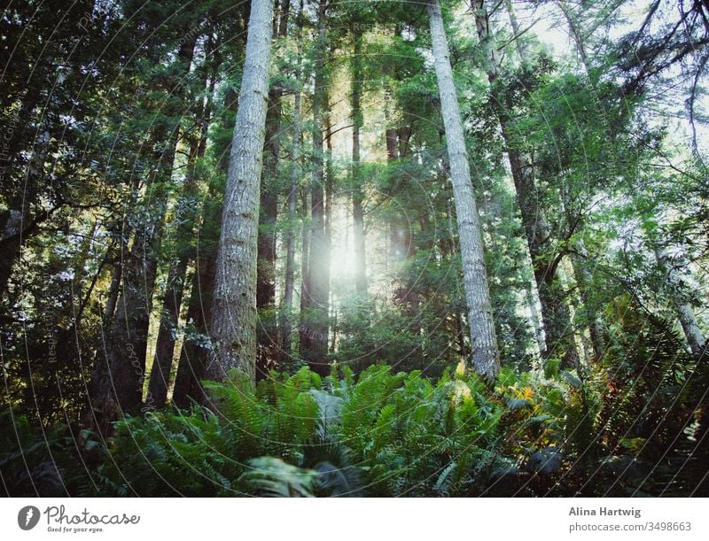 Kinder des Redwood National Forest Mammutbaum Mammutbäume Baum Bäume Nationalpark national Park grün Sonne Sonnenlicht Sommer sonnig Natur Landschaft natürlich