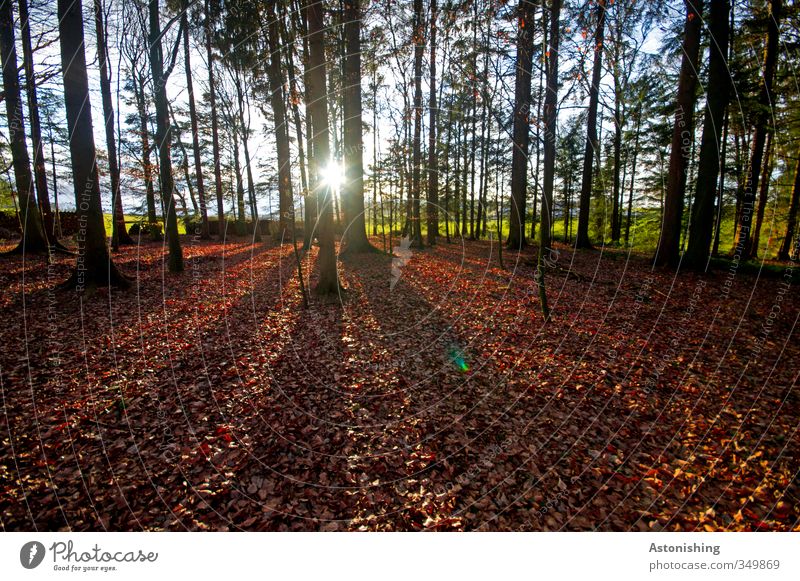 die Sonne blickt in den Wald Umwelt Natur Landschaft Pflanze Himmel Horizont Sonnenaufgang Sonnenuntergang Sonnenlicht Frühling Wetter Schönes Wetter Wärme Baum