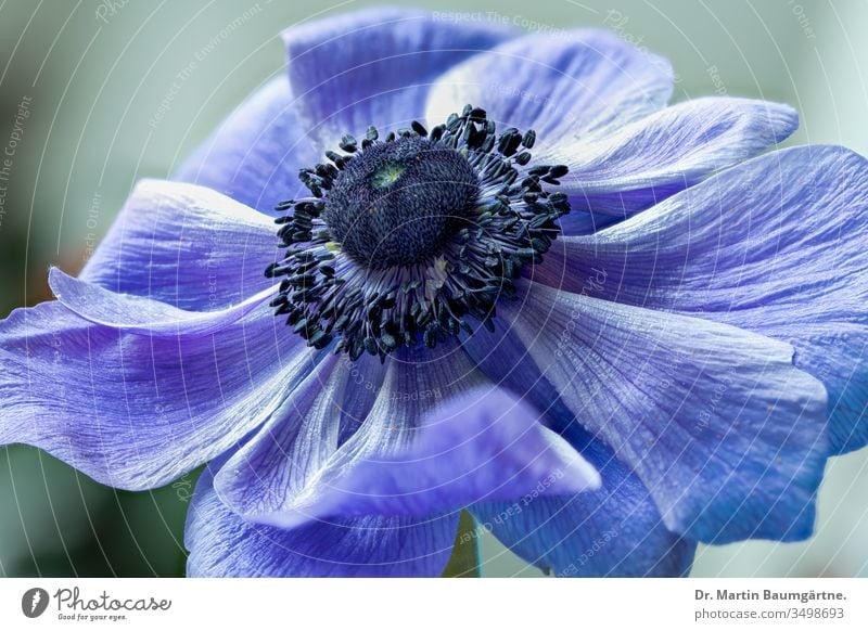 Anemone coronaria, Gartenanemone, blaue Varietät Kronenanemone Blume Sorte Blütenblätter Geophyt tuberös ausdauernd Staude krautig mediterran giftig Nahaufnahme