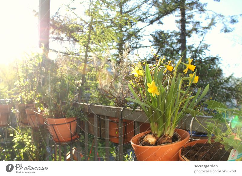 stay home. Balkon Balkonpflanze Gartenarbeit Erde Gartenarbeit machen Gärtner Pflanzen Tontopf sonnig grün braun Terrakotta Natur Frühling Nahaufnahme Stil