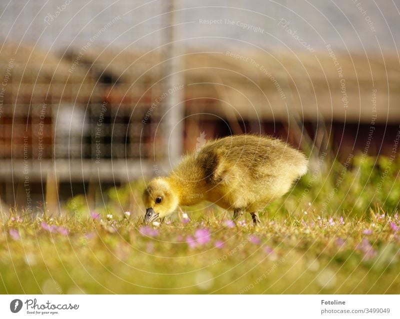 blumiges Frühstück - oder ein Gänseküken zupft Gras auf einer Wiese mit kleinen lila Storchenschnäbelchen. Küken Vogel Tier Farbfoto Außenaufnahme Natur