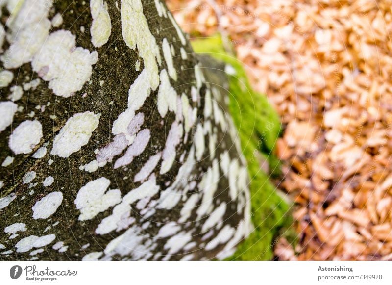 gepunktet Umwelt Natur Landschaft Pflanze Erde Baum Wald Holz stehen grün rot schwarz weiß Punkt Moos Flechten Blatt Baumrinde Baumstamm Farbfoto mehrfarbig