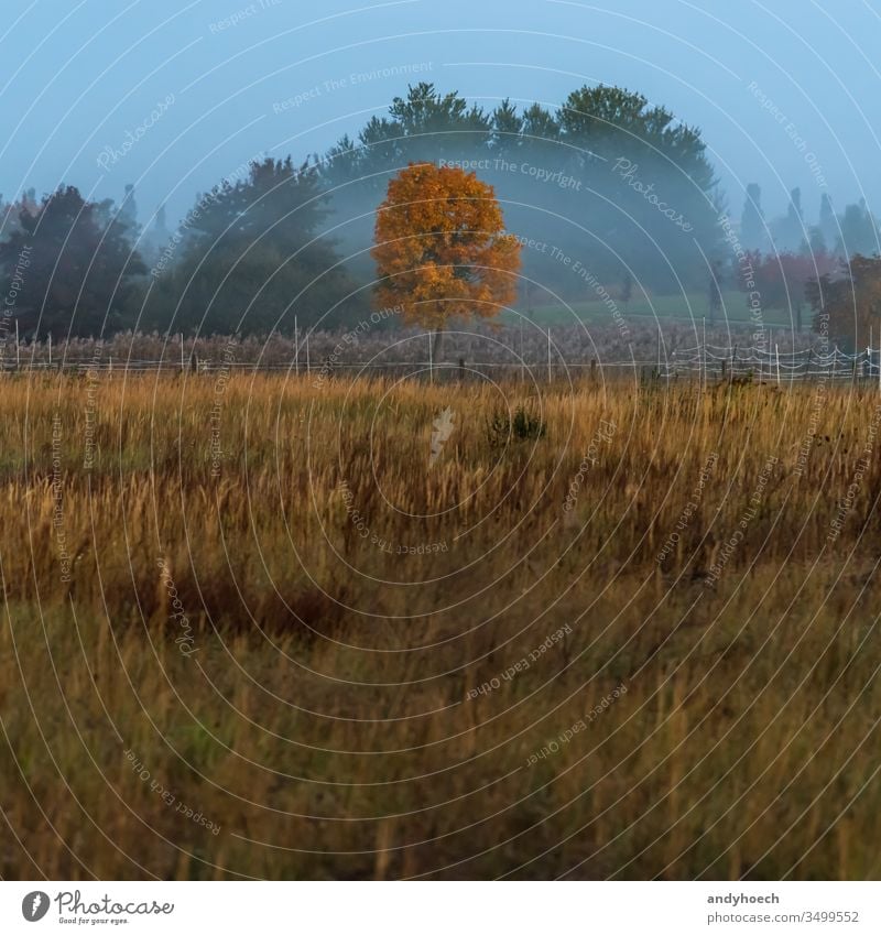 Einzelner Baum im Herbstkleid in der Bildmitte schön Schönheit in der Natur Wandel & Veränderung Land Landschaft dramatisch Umwelt fallen Feld Nebel neblig Wald