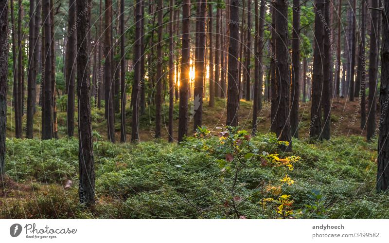 Stämme eines Nadelwaldes an einem sonnigen Morgen Hintergrund Hintergründe Hintergrundbeleuchtung hintergrundbeleuchtet schön Schönheit in der Natur hell