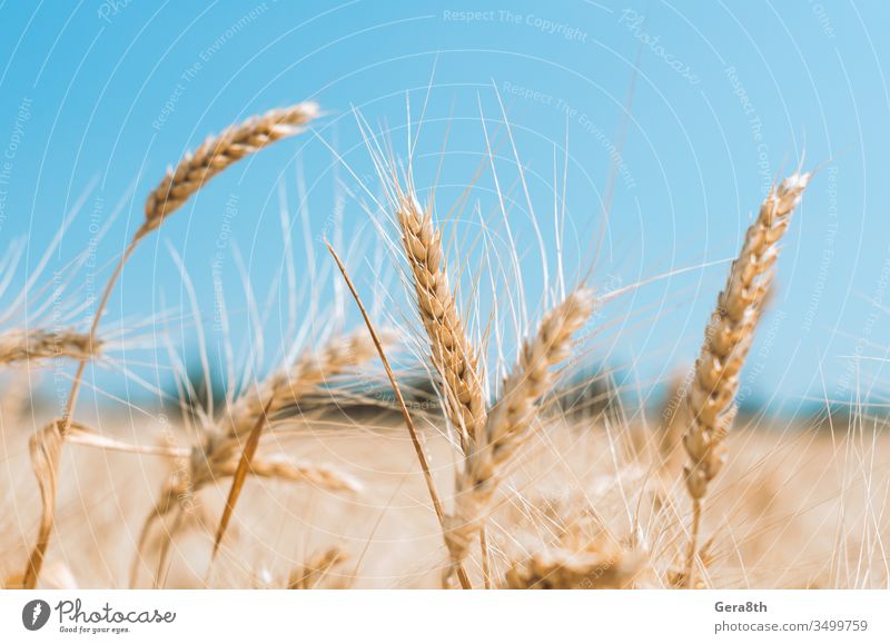 Ährchen aus Weizen auf einem Feld auf einem Bauernhof vor dem Hintergrund eines klaren blauen Himmels agrar landwirtschaftlich Ackerbau Agronomie Sauberkeit