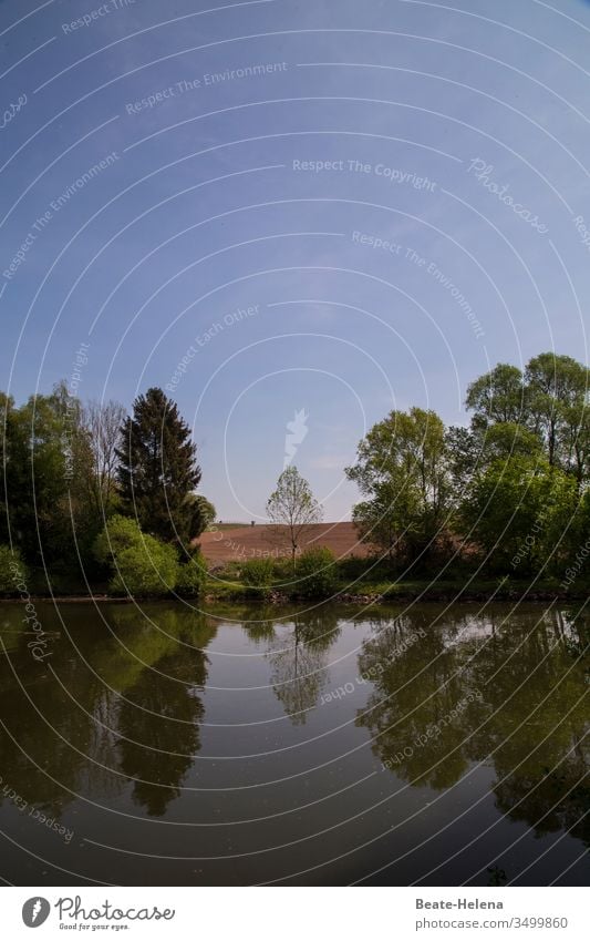 Landschaft mit einzelnem zentriertem Baum spiegelt sich bei blauen Himmel im Wasser Szenerie Idylle Schönheit Natur Einzelbaum Baumgruppe Wald See Spiegelung