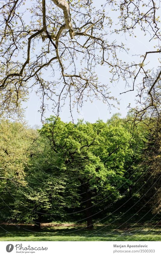 Satte grüne Bäume im Park im Frühling Hintergrund schön blau Botanik Ast hell Tag Öko Ökologie Umwelt Europa Flora Laubwerk Wald frisch Grün idyllisch