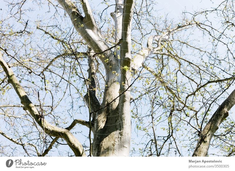 Platanenwipfel aus einem niedrigen Winkel schön groß Botanik Gesäß Ast Schutzdach Kruste Tag Öko Ökologie Umwelt Flora Laubwerk Wald grün wachsend Wachstum hoch