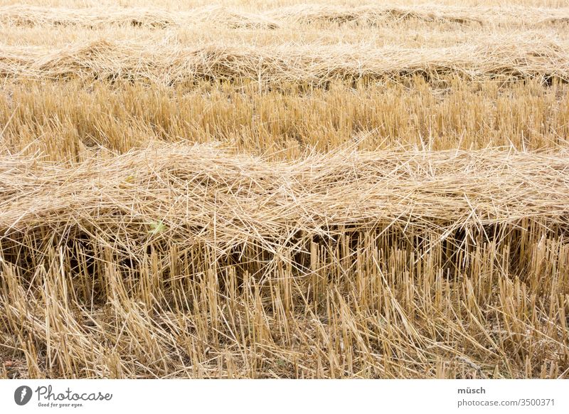 abgeerntetes Kornfeld Stroh Ernte Sommer Wärme Landwirtschaft gelb Brot Streifen Stoppeln Heu Nahrung Bauer