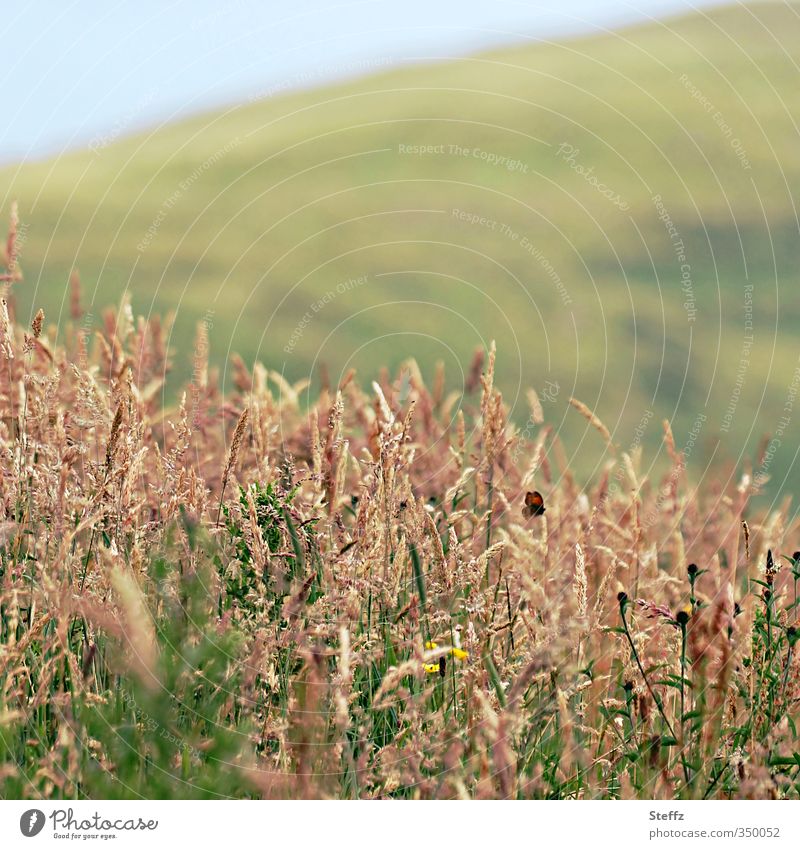 Sommer in Schottland schottisch schottischer Sommer nordisch nordische Natur schottische Landschaft Sommer im Norden nordische Pflanzen nordische Wildpflanzen