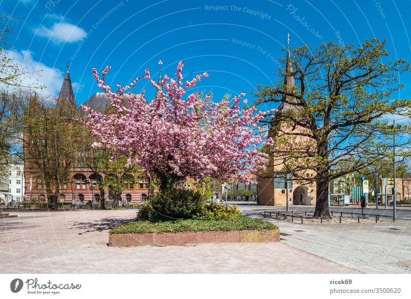 Ständehaus und Steintor in der Hansestadt Rostock Architektur Gebäude Rosengarten Stadt Stadttor Sehenswürdigkeit Zentrum Stadtmitte Mecklenburg-Vorpommern Baum