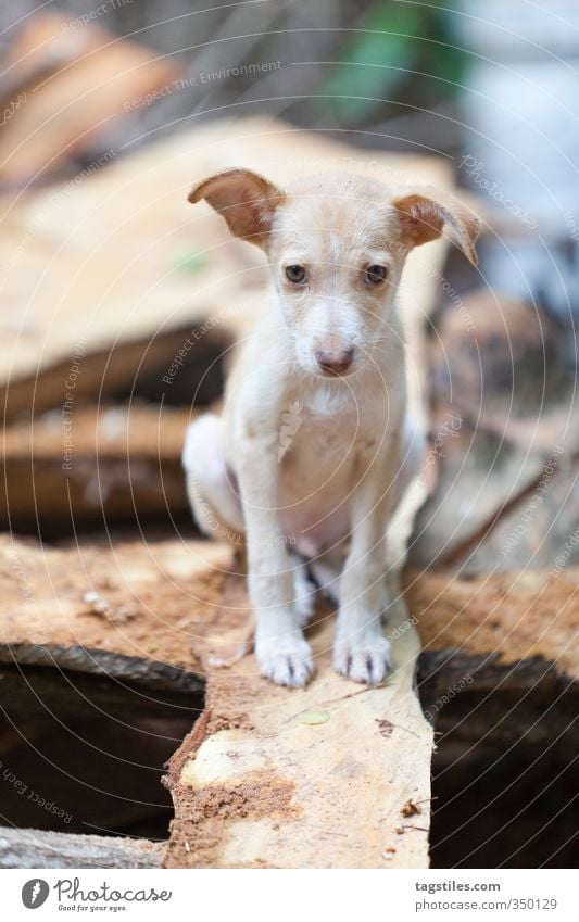 DOBBY Hund Welpe Dobby Hauself Elf Hundeblick Seychellen La Digue Holz Holzplatte Balken Holzleiste Holzbank Holzspäne Parkett Schiffsplanken Tier Säugetier