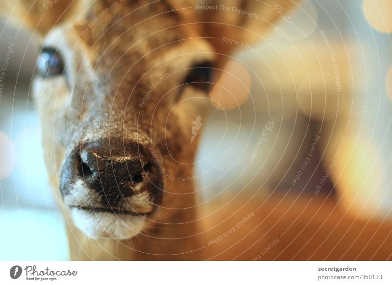 scheues reh. Tier Wildtier Tiergesicht Reh 1 Blick glänzend nah niedlich braun Gelassenheit ruhig Schüchternheit Maul nass Nase Rehauge Farbfoto Innenaufnahme