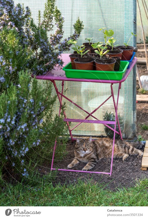 Der Rosmarin blüht, die Katze döst unterm pinken Gartentisch auf dem die Töpfe mit den  jungen Zucchinipflanzen stehen Frühling schönes Wetter Gartenarbeit blau