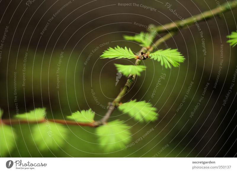 nature: cheaper than therapy... Umwelt Natur Tier Frühling Pflanze Baum Sträucher Grünpflanze Garten Park Wachstum braun grün zartes Grün Jungpflanze verträumt