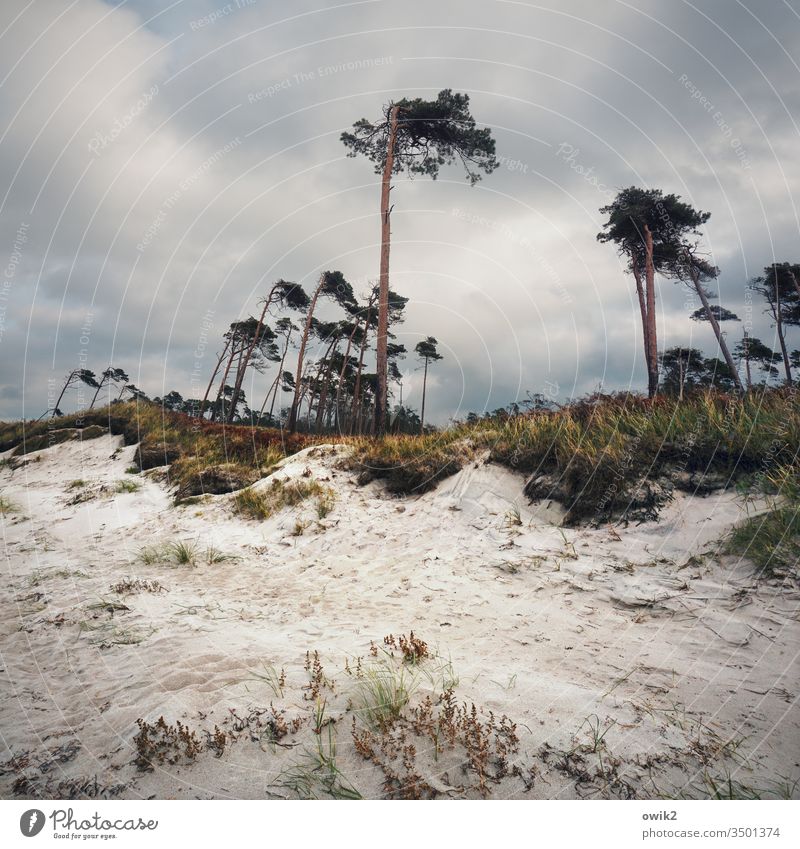 Stumme Zeugen Darß Weststrand Bäume Windflüchter Sand Küste Ostsee Steilküste Himmel Wolken groß oben distanziert Landschaft Natur Baum Umwelt Außenaufnahme