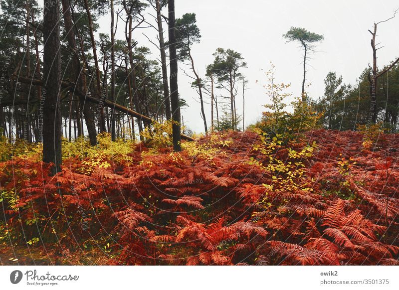 Farn und Bäume Darß Weststrand Wald Pflanzen Sträucher Natur draußen Außenaufnahme Umwelt Ostsee Küste Landschaft Baum Strand Himmel Windflüchter