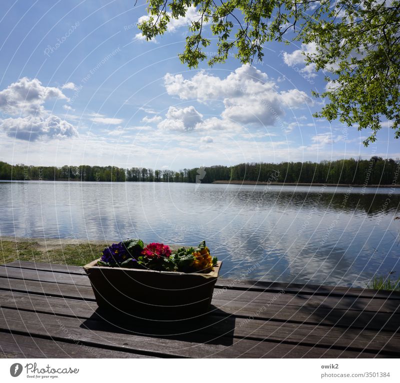 Bisschen schief geraten See Horizont Blumenkasten Himmel Wolken Wald Baum Wasser Spiegelung Tisch Holz einfach Sonnenlicht Natur Landschaft Außenaufnahme