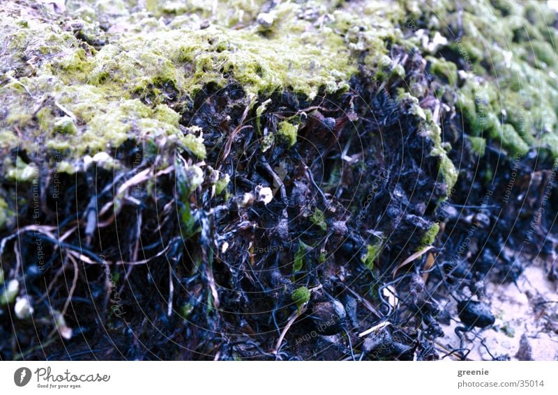 Algen grün braun Strand Schlamm Erde Wasser Nahaufnahme