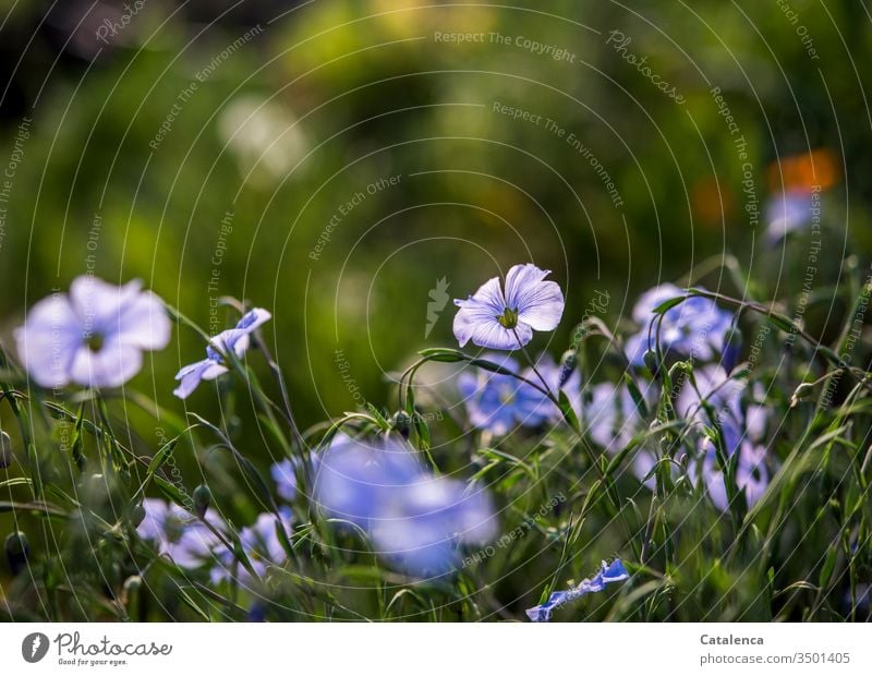 Spätnachmittags leuchtet das Blau der Flachsblüte im Gegenlicht. Leinen Pflanze Natur Garten schönes Wetter Flora blau grün orange Blüte Blume Blühend