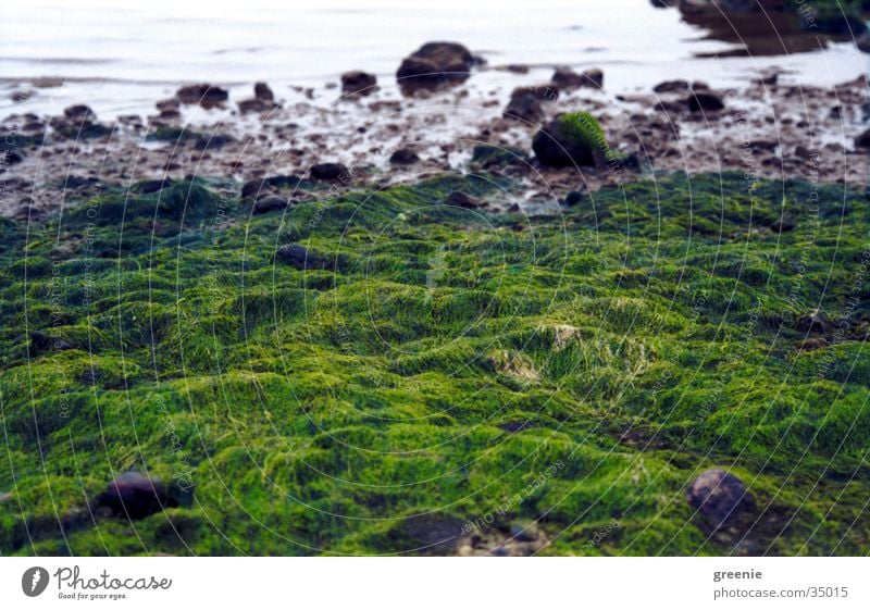 Ostseestrand_2 Strand Meer Algen grün Wasser Stein