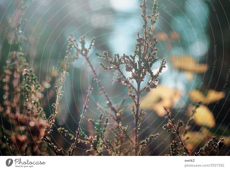 Waldstück Pflanze Sträucher Natur Farbfoto Außenaufnahme Baum Menschenleer Umwelt Tag Schwache Tiefenschärfe Sonnenlicht Licht Landschaft Herbst Blatt grün