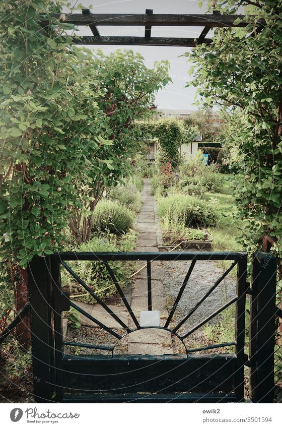 Gartentor Kleingarten Schrebergarten Eingang Tür Tor Metall einfach Idylle Pflanzen Hecke Dickicht