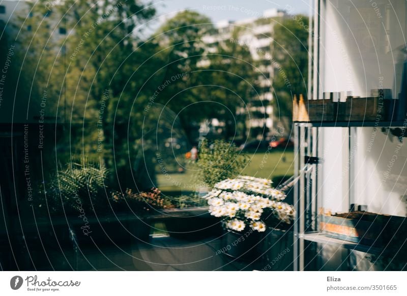 Spiegelung eines Balkons in der Fensterscheibe fotografiert, bisschen verschwommen und surreal Wohngebiet Wohnhaus Blumen bepflanzt Pflanzen Regal Margeriten