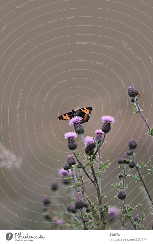 Distel auf dem Lande Distelblüte blühende Wiesenblumen Wildpflanze Falter Kleiner Fuchs Schmetterling Aglais urticae violett blühende Wildblumen Sommergefühl