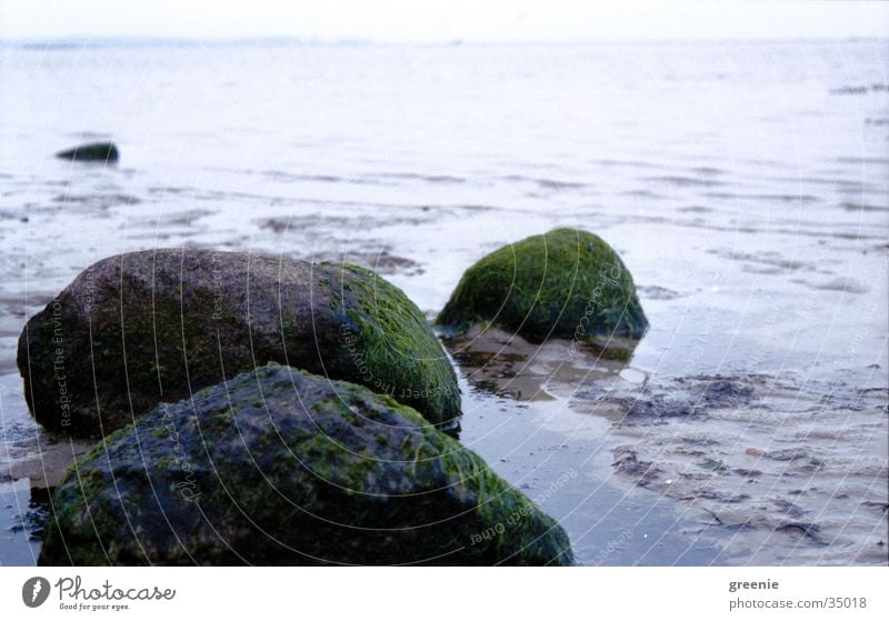 ostseestrand_1 Algen Strand Meer ruhig nass Stein Wasser Erde Sand Nahaufnahme