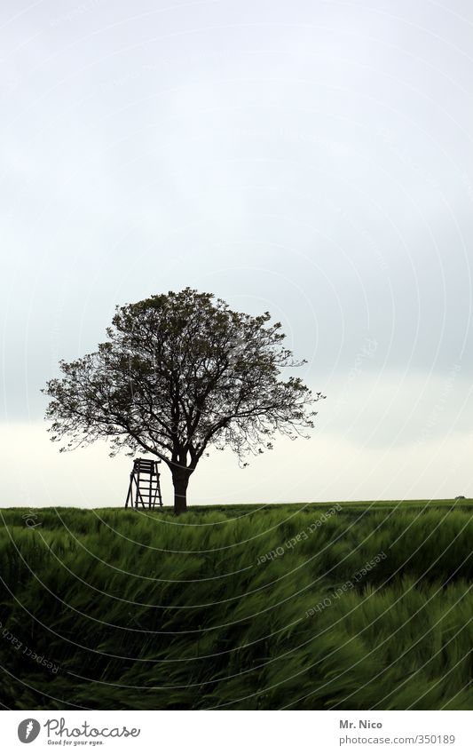 kwerfeldein Umwelt Natur Landschaft Himmel Wolken Klima Pflanze Baum Feld grün Hochsitz Ernte Getreide Landwirtschaft Forstwirtschaft Einsamkeit Wind ruhig Jagd