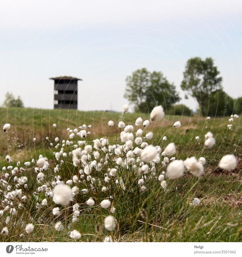 Wollgras blüht im Moor, im Hintergrund ein Aussichtsturm und Bäume vor blaugrauem Himmel Pflanze Natur Gras Wildpflanze Wollgrasblüte Moorpflanze blühen wachsen