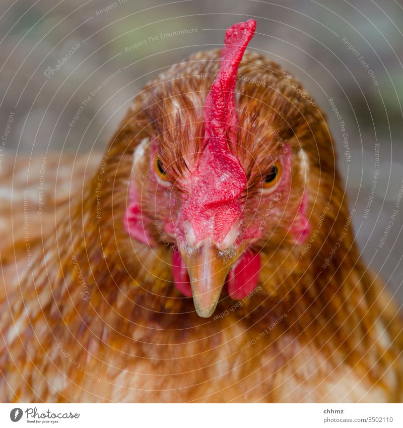 Hinkel Huhn Henne Farbfoto Haushuhn Vogel Außenaufnahme Haustier Tierporträt Feder Geflügel Schnabel Federvieh Landwirtschaft Kamm Freilandhaltung Bauernhof