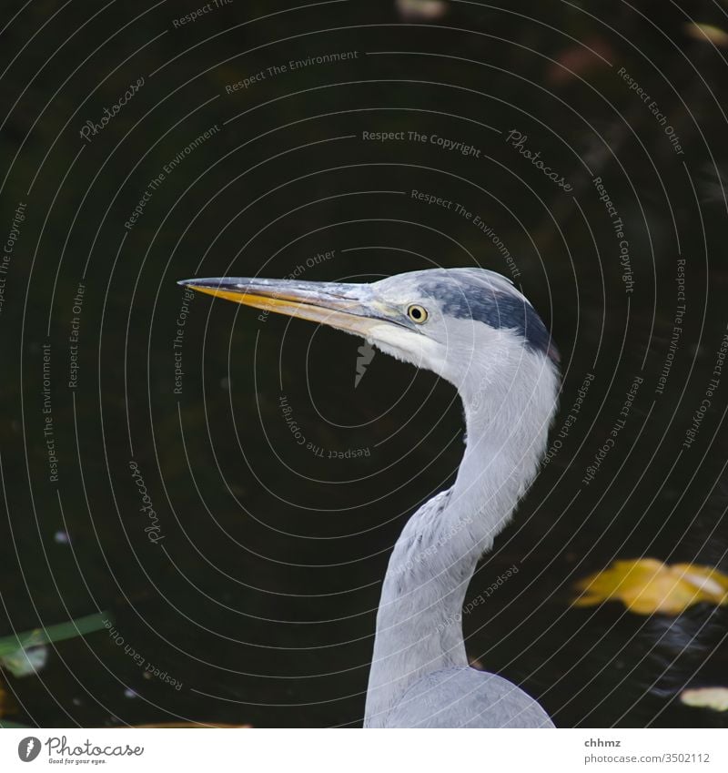 Reiher Fischreiher Graureiher Vogel Außenaufnahme Natur Wildtier Tierporträt Textfreiraum oben Menschenleer Federn Teich Weiher lauernd Wasser vorsichtig