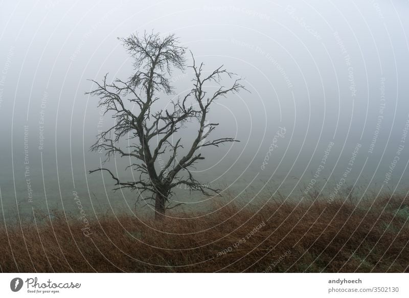 Einzelbaum mit Wiese im Vordergrund und Nebel allein Herbst Hintergrund schön Schönheit Ast kalt farbenfroh Land Landschaft Tag dramatisch früh fallen Feld