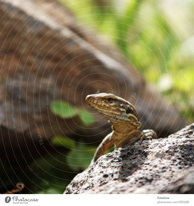 Wat jibts denn da? Umwelt Natur Tier Urelemente Erde Wildtier Tiergesicht 1 klein nah natürlich Echsen Echte Eidechsen Reptil Farbfoto mehrfarbig Außenaufnahme