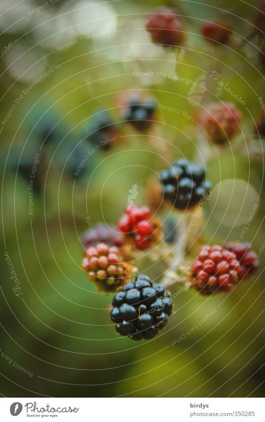 reifende Früchte Pflanze Sommer Schönes Wetter Brombeeren Brombeerbusch Garten ästhetisch lecker positiv saftig schön süß Duft Frucht Reifezeit unreif Beeren