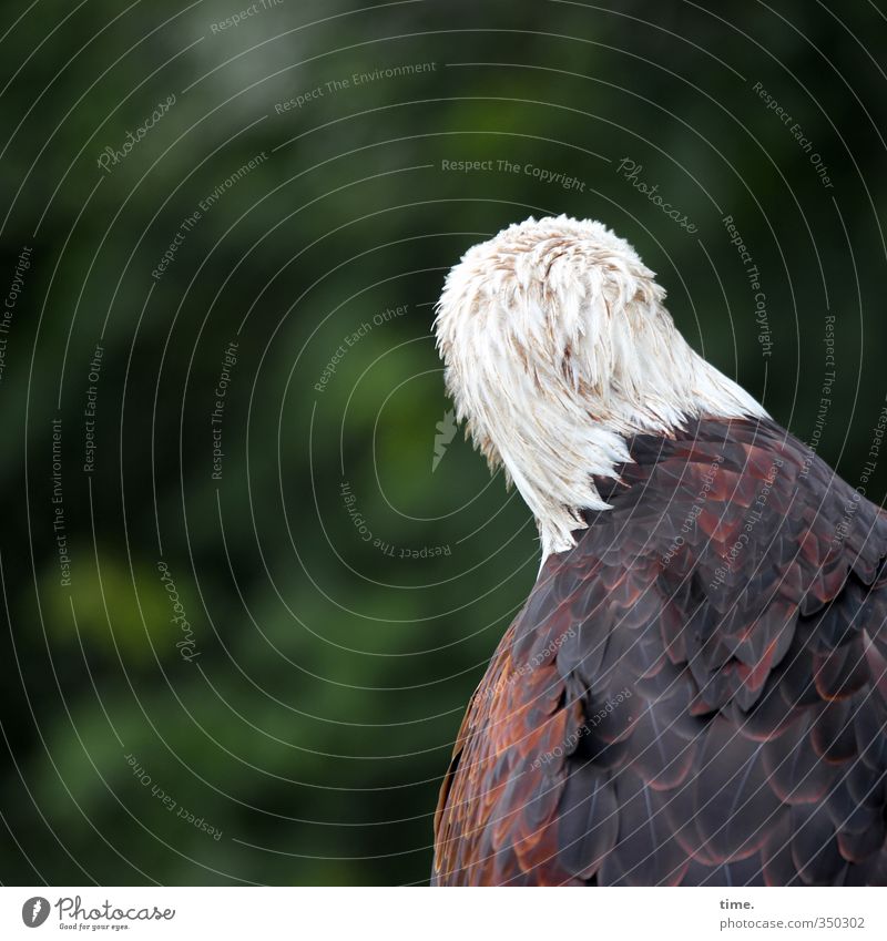 Geräusch Wald Tier Wildtier Vogel 1 achtsam Wachsamkeit ästhetisch Erwartung Kraft Mittelpunkt Natur Perspektive Überraschung Umwelt Farbfoto Außenaufnahme