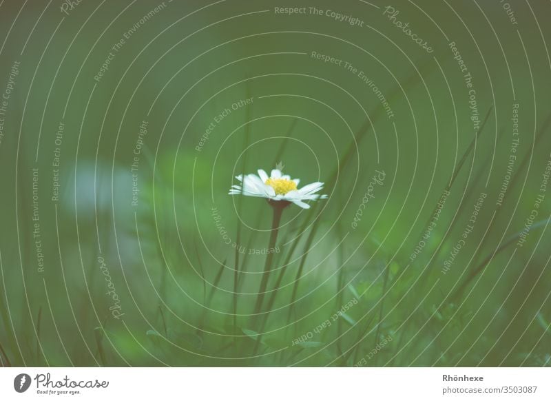 ein einsames Gänseblümchen Blume Gras grasgrün einzeln Textfreiraum oben Frühling flower Pflanze Wiese Wiesenblume Außenaufnahme Makroaufnahme schön Natur Tag