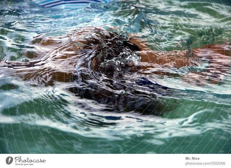 abtauchen Schwimmen & Baden Wasser Schwimmbad blau Sport Ferien & Urlaub & Reisen Wassersport Freizeit & Hobby grün nass Sommerurlaub Luftholen Planschbecken