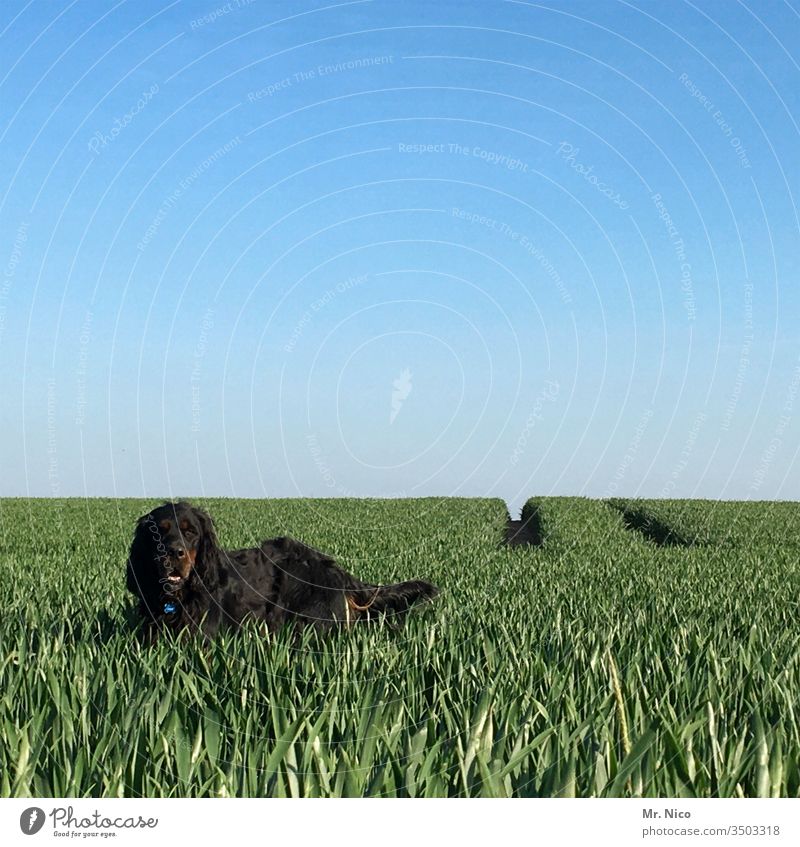 Gorden Setter auf der Jagd Hund Feld Himmel Spaziergang Landschaft blau Tier grün Natur Wachstum Ackerbau gorden setter Jagdhund schwarz Tierporträt Tierliebe