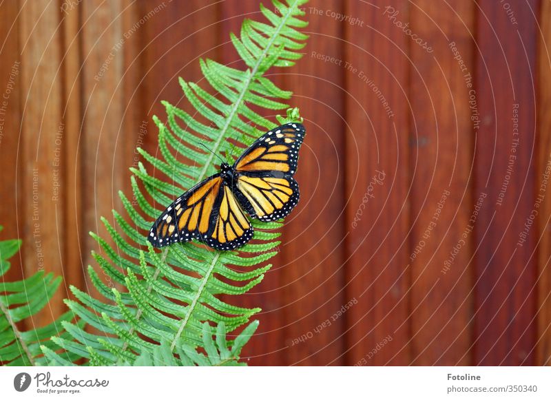 Kontraste Natur Pflanze Tier Farn Wildtier Schmetterling Flügel 1 natürlich braun mehrfarbig grün orange schwarz weiß Farbfoto Innenaufnahme Nahaufnahme